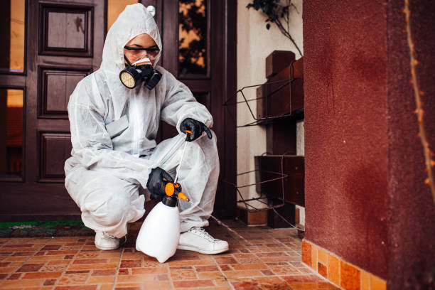 Reliable Wasp Removal contractor in Ormond-by-the-Sea, FL by Show Me Pest Control